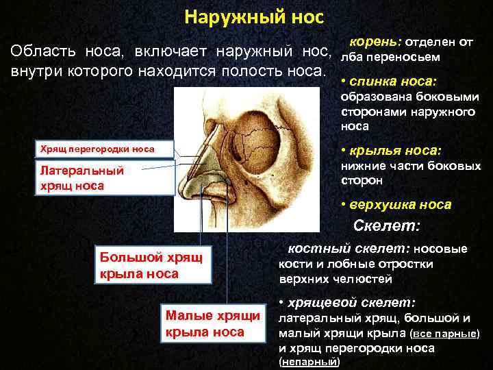 Наружный нос • корень: отделен Наружный нос • корень: отделен