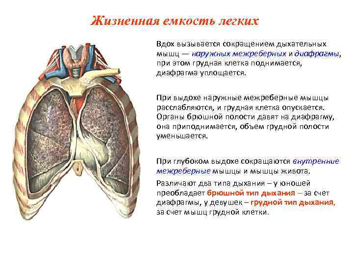 Жизненная емкость легких Вдох вызывается сокращением дыхательных мышц — наружных межреберных Жизненная емкость легких Вдох вызывается сокращением дыхательных мышц — наружных межреберных