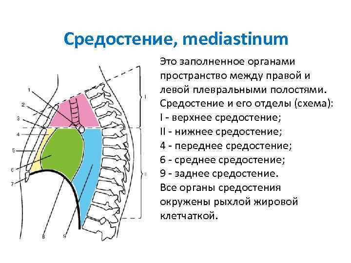 Средостение, mediastinum Это заполненное органами пространство между правой и левой плевральными Средостение, mediastinum Это заполненное органами пространство между правой и левой плевральными