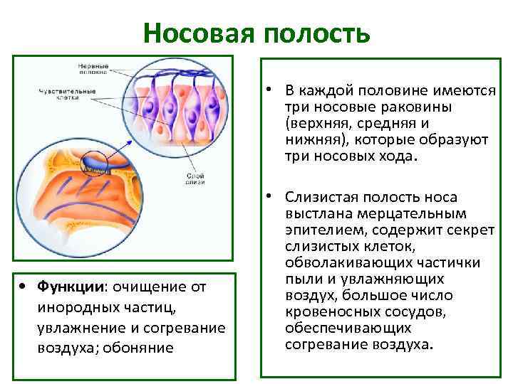 Носовая полость • В каждой Носовая полость • В каждой