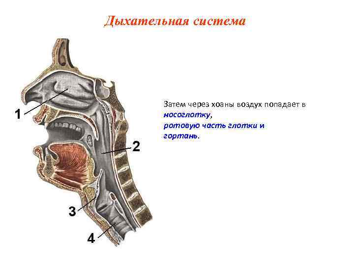 Дыхательная система Затем через хоаны воздух попадает в носоглотку, Дыхательная система Затем через хоаны воздух попадает в носоглотку,