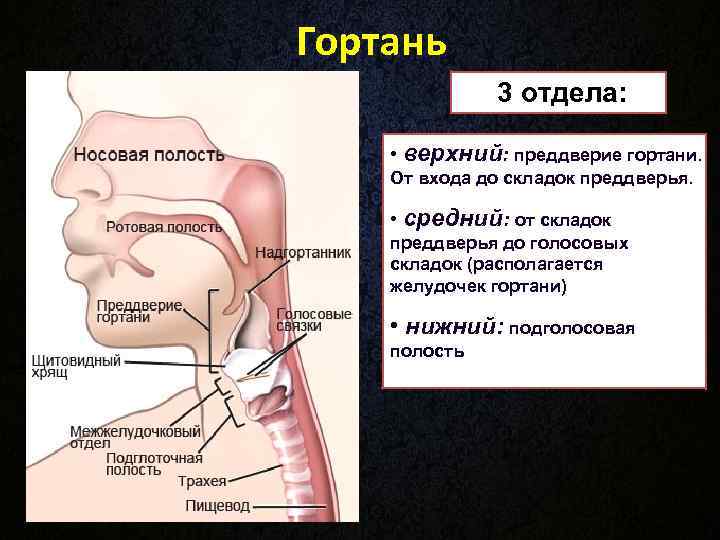 Гортань 3 отдела: • верхний: преддверие гортани. От входа до Гортань 3 отдела: • верхний: преддверие гортани. От входа до