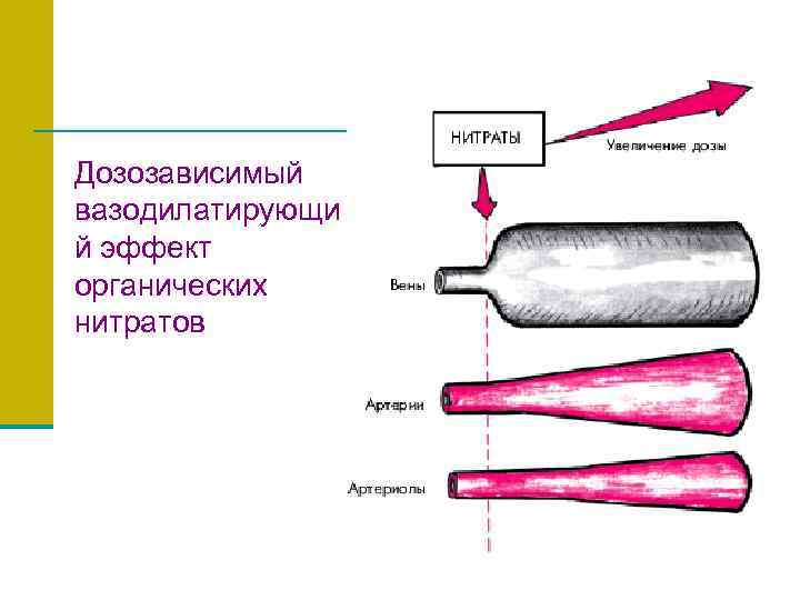 Дозозависимый вазодилатирующи й эффект органических нитратов 