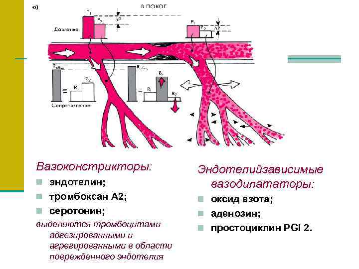 Вазоконстрикторы:   Эндотелийзависимые n эндотелин;    вазодилататоры: n тромбоксан А 2;