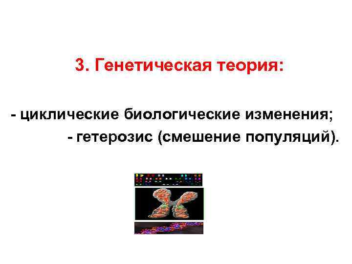   3. Генетическая теория:  - циклические биологические изменения;   - гетерозис