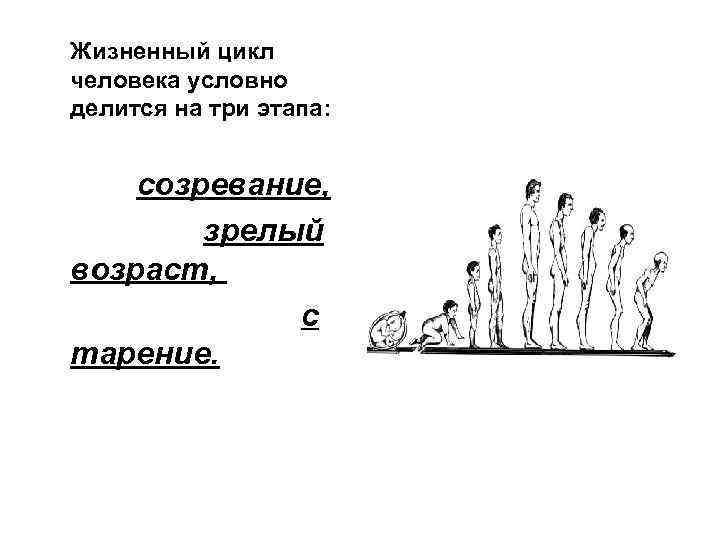 Человеческий цикл