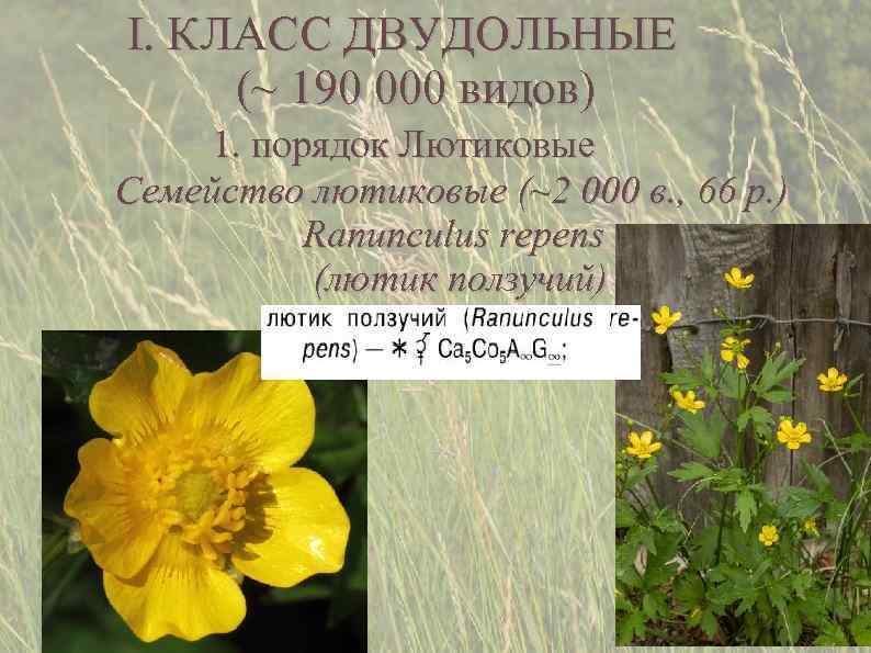 I. КЛАСС ДВУДОЛЬНЫЕ (~ 190 000 видов) 1. порядок Лютиковые Семейство лютиковые (~2 000