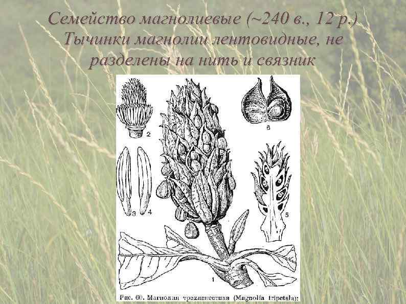 Семейство магнолиевые (~240 в. , 12 р. ) Тычинки магнолии лентовидные, не разделены на