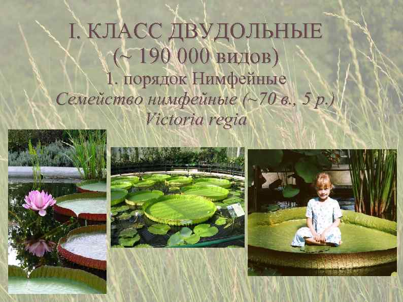  I. КЛАСС ДВУДОЛЬНЫЕ  (~ 190 000 видов) 1. порядок Нимфейные Семейство нимфейные