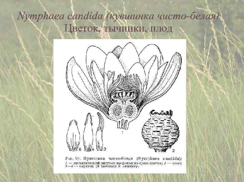 Nymphaea candida (кувшинка чисто-белая)   Цветок, тычинки, плод 