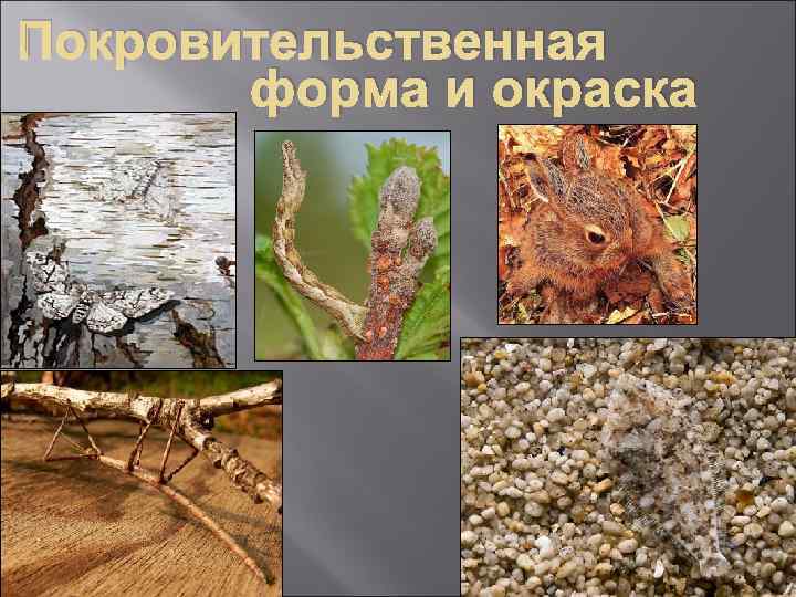 Покровительственная  форма и окраска 