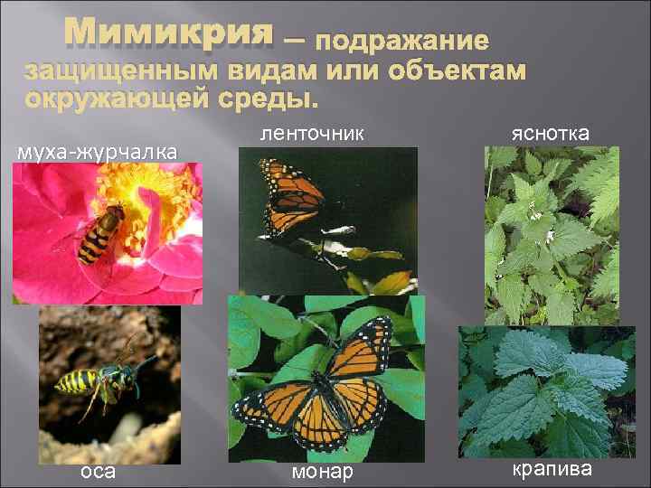   Мимикрия – подражание защищенным видам или объектам окружающей среды.   ленточник