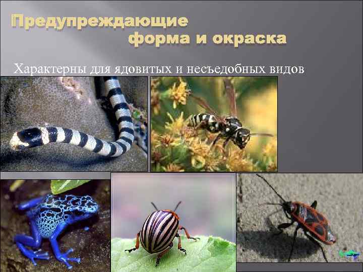 Предупреждающие  форма и окраска Характерны для ядовитых и несъедобных видов 