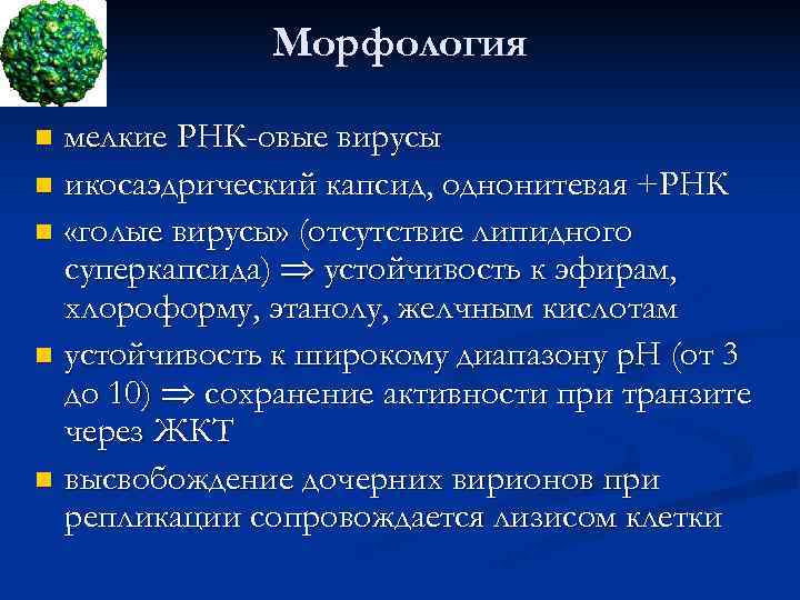   Морфология n мелкие РНК-овые вирусы n икосаэдрический капсид, однонитевая +РНК n