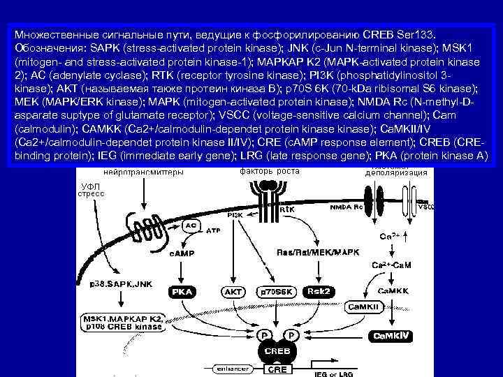 Множественные сигнальные пути, ведущие к фосфорилированию CREB Ser 133.  Обозначения: SAPK (stress-activated protein