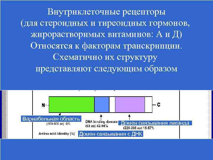   Внутриклеточные рецепторы (для стероидных и тиреоидных гормонов, жирорастворимых витаминов: А и Д)