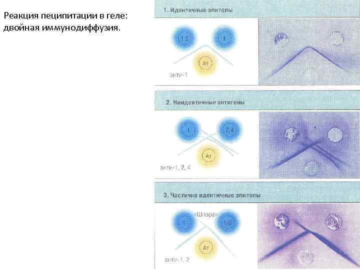 Реакция пеципитации в геле: двойная иммунодиффузия. 