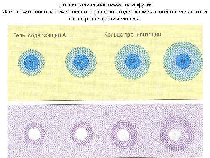 Клиническая иммунология презентация