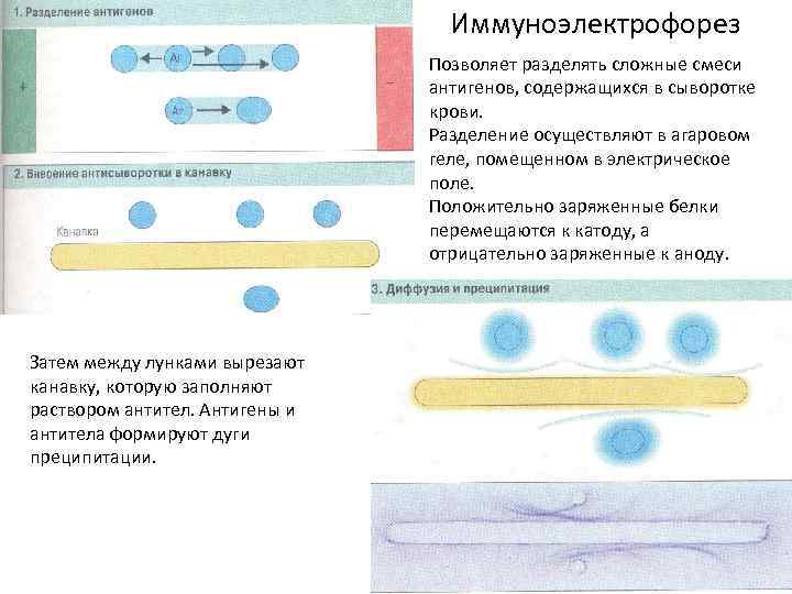 Клиническая иммунология презентация