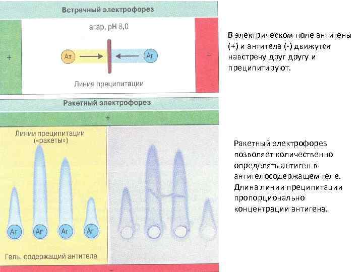 Клиническая иммунология презентация