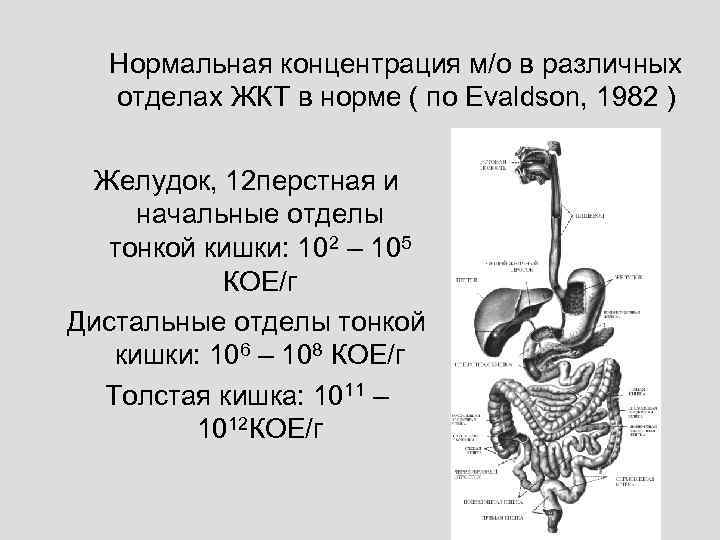  Нормальная концентрация м/о в различных  отделах ЖКТ в норме ( по Evaldson,