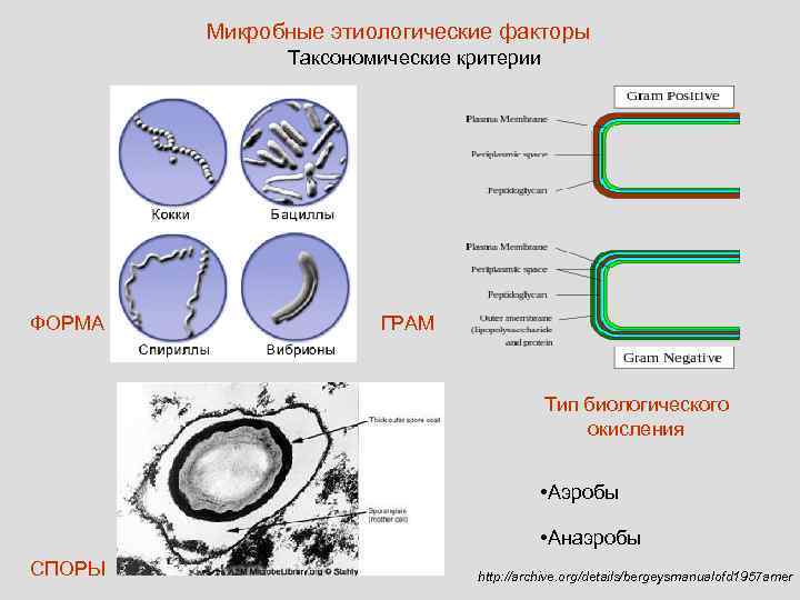   Микробные этиологические факторы    Таксономические критерии ФОРМА   ГРАМ