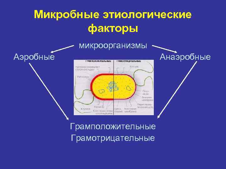 Микробные этиологические факторы микроорганизмы Аэробные Анаэробные Микробные этиологические факторы микроорганизмы Аэробные Анаэробные