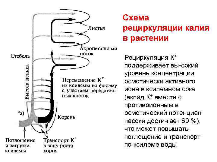 Схема рециркуляции калия в растении Рециркуляция К+ поддерживает вы сокий уровень концентрации осмотически активного