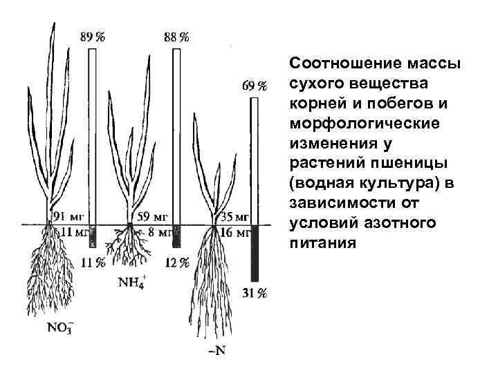 Растительная масса