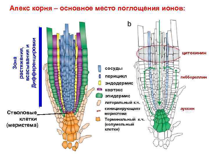 Апикальная меристема клетки. Апикальная меристема. Структура меристемы корня. Апикальная меристема корня. Верхушечная апикальная меристема.