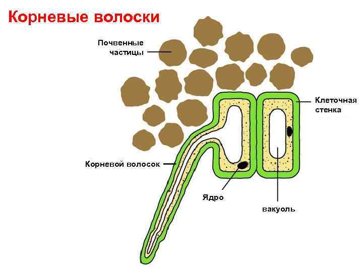 На рисунке корневые волоски под микроскопом что изображено на рисунке под цифрой 2