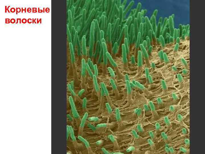 Корневые волоски 