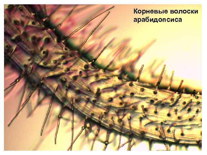 Корневые волоски арабидопсиса 