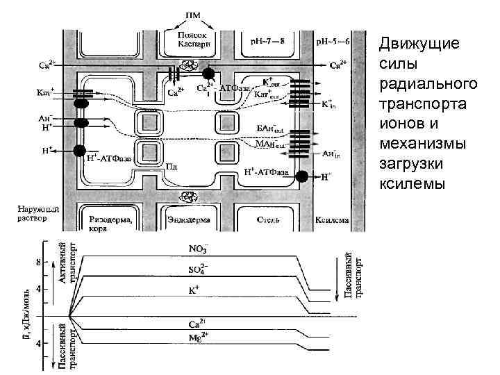 Движущие силы радиального транспорта ионов и механизмы загрузки ксилемы 