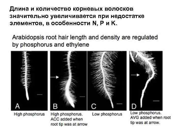Длина и количество корневых волосков значительно увеличивается при недостатке элементов, в особенности N, P