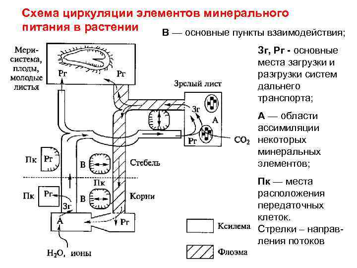 Схема циркуляции элементов минерального питания в растении  В — основные пункты взаимодействия; 