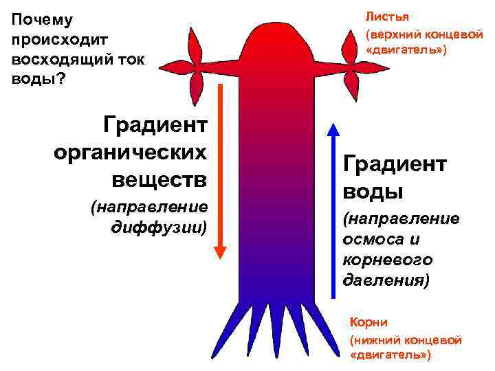 Градиент вещества