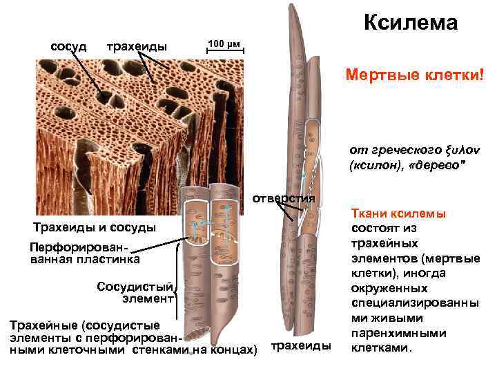 На представленном ниже рисунке зафиксированы сосуды и трахеиды ткани участвующей в важном процессе