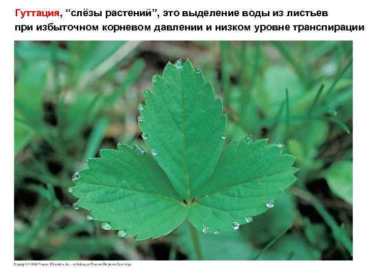Гуттация, “слёзы растений”, это выделение воды из листьев при избыточном корневом давлении и низком
