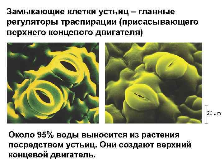 Замыкающие клетки устьиц – главные регуляторы траспирации (присасывающего верхнего концевого двигателя)   