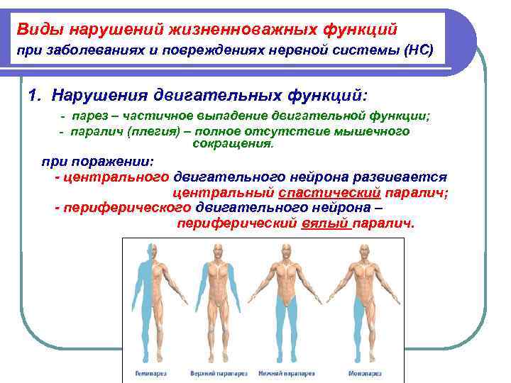 Виды нарушений жизненноважных функций при заболеваниях и повреждениях нервной системы (НС) 1.  Нарушения