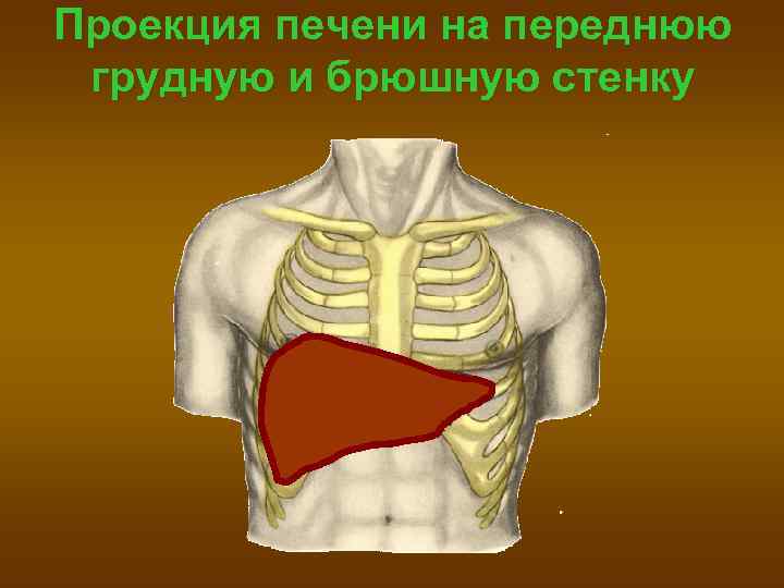 Проекция печени на переднюю грудную и брюшную стенку 
