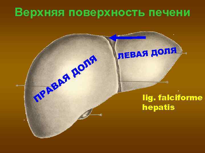 Верхняя поверхность печени     ЛЕВ АЯ ДОЛЯ    