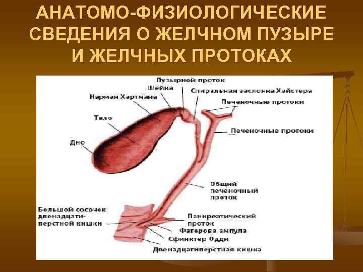  АНАТОМО-ФИЗИОЛОГИЧЕСКИЕ СВЕДЕНИЯ О ЖЕЛЧНОМ ПУЗЫРЕ И ЖЕЛЧНЫХ ПРОТОКАХ 