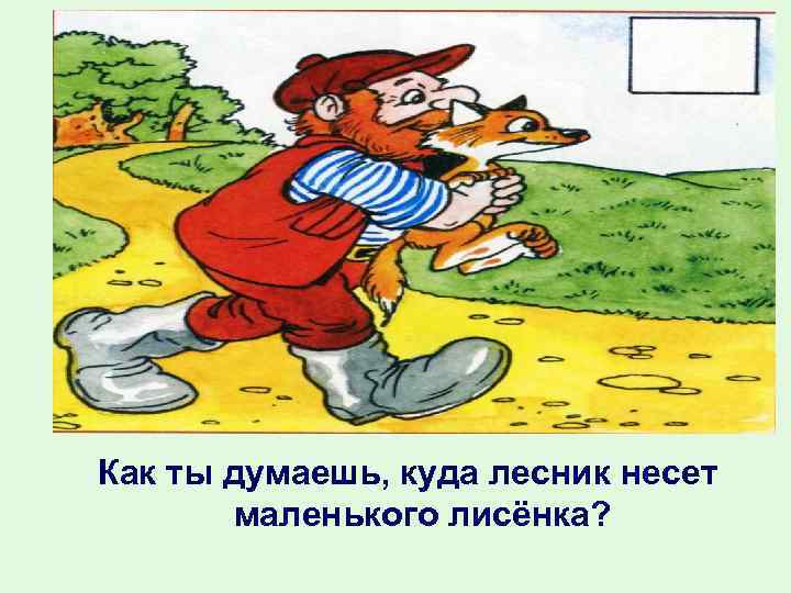 Как ты думаешь, куда лесник несет  маленького лисёнка? 