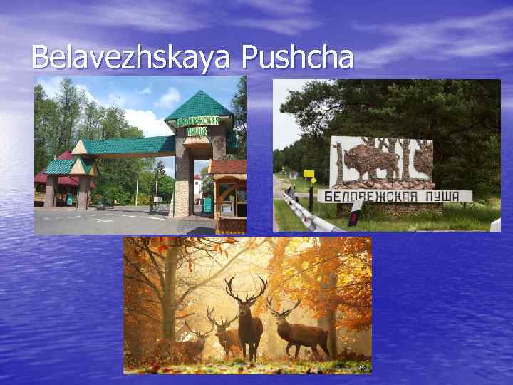 Belavezhskaya Pushcha 