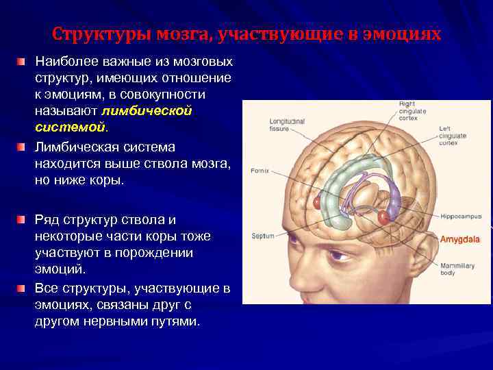 Мозговые структуры