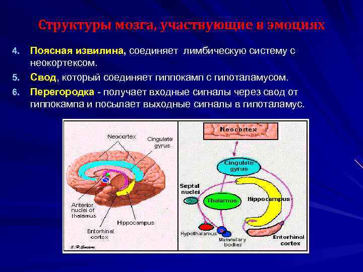 Физиология мотиваций презентация