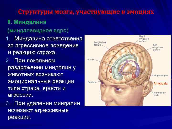 Физиология мотиваций и эмоций презентация