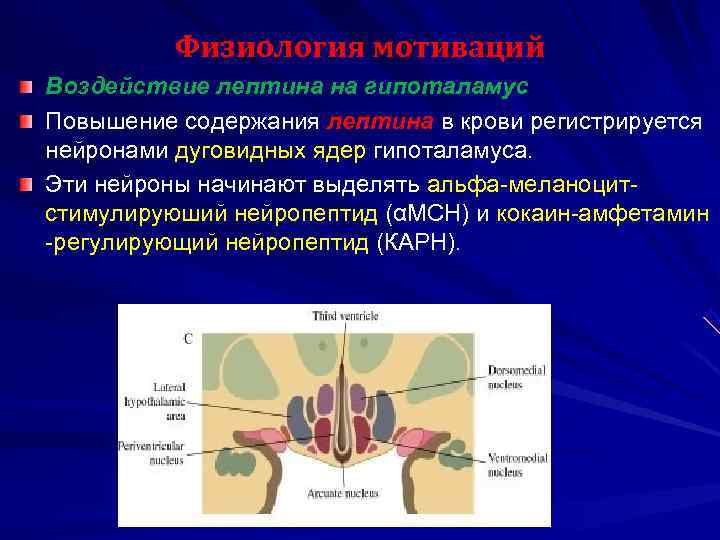 Физиология мотиваций и эмоций презентация